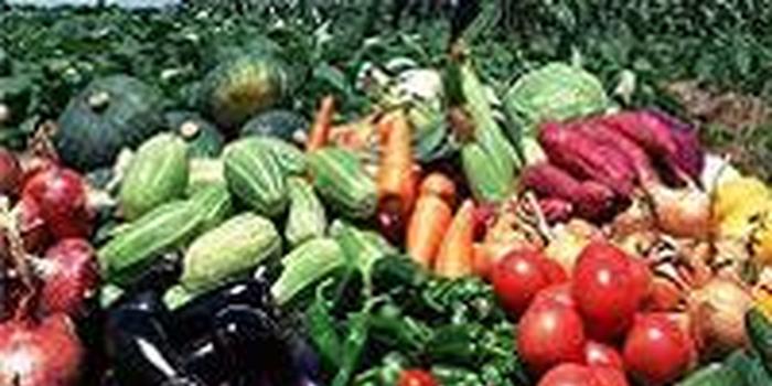 食用农产品价格小幅上涨 菜花黄瓜豆角涨幅较快